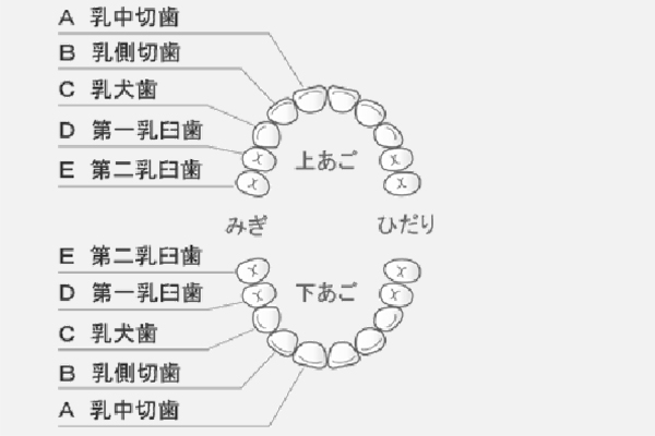 小児歯科